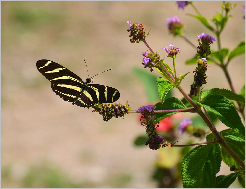 Zebra Butterfly